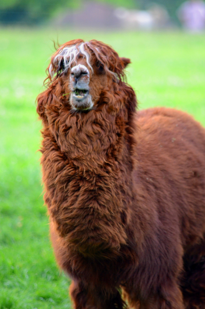 Alpaca