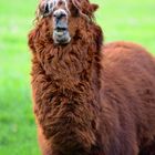 Alpaca