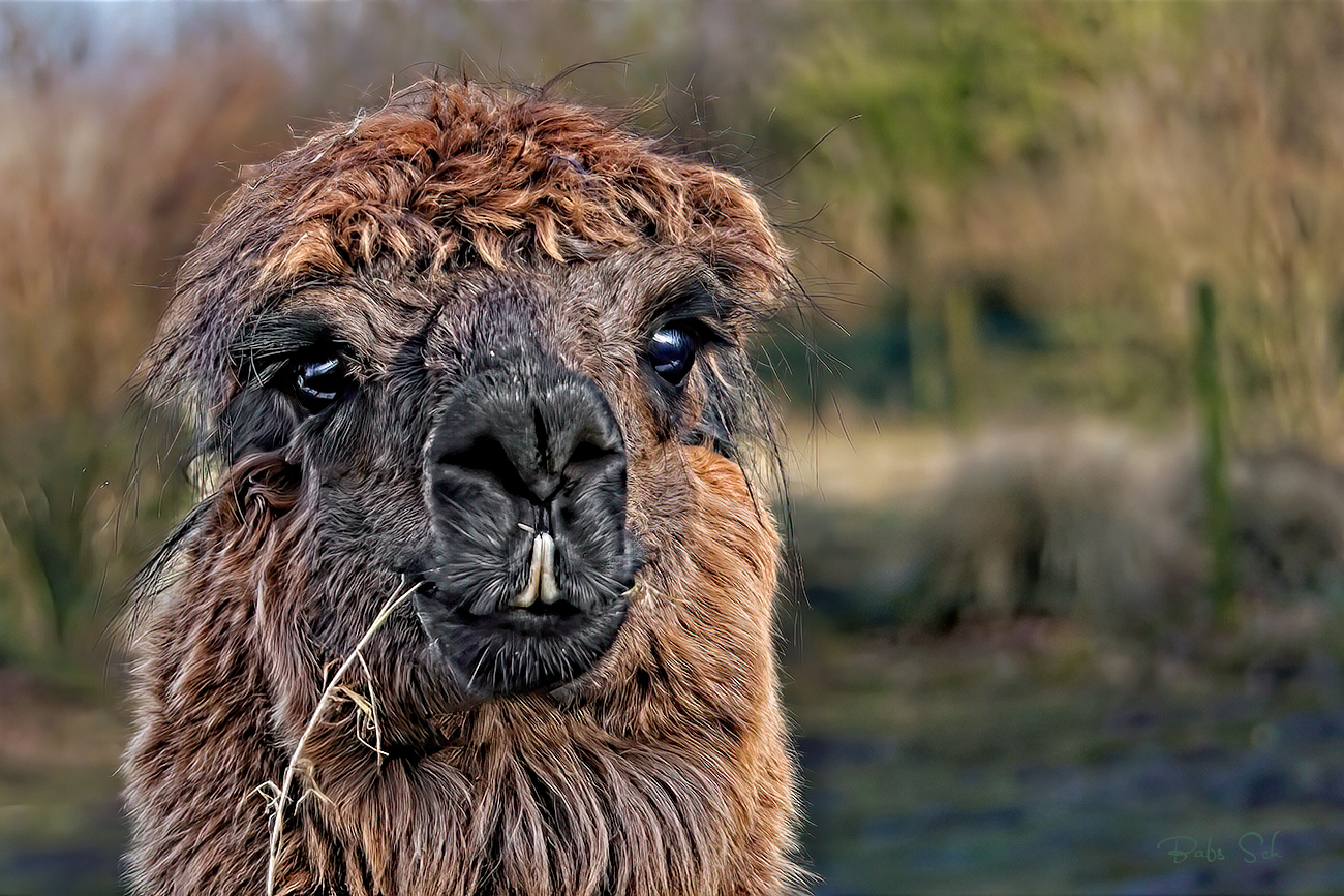 Alpaca 