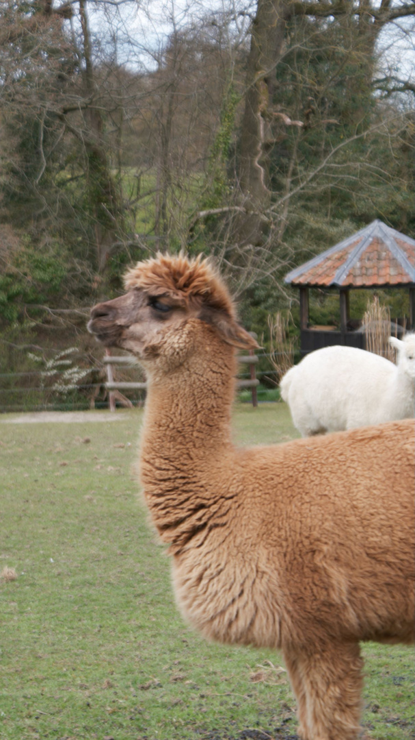 alpaca