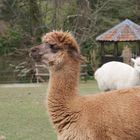 alpaca