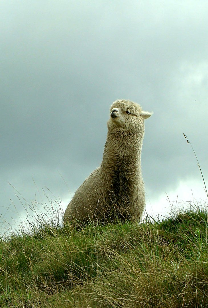 Alpaca