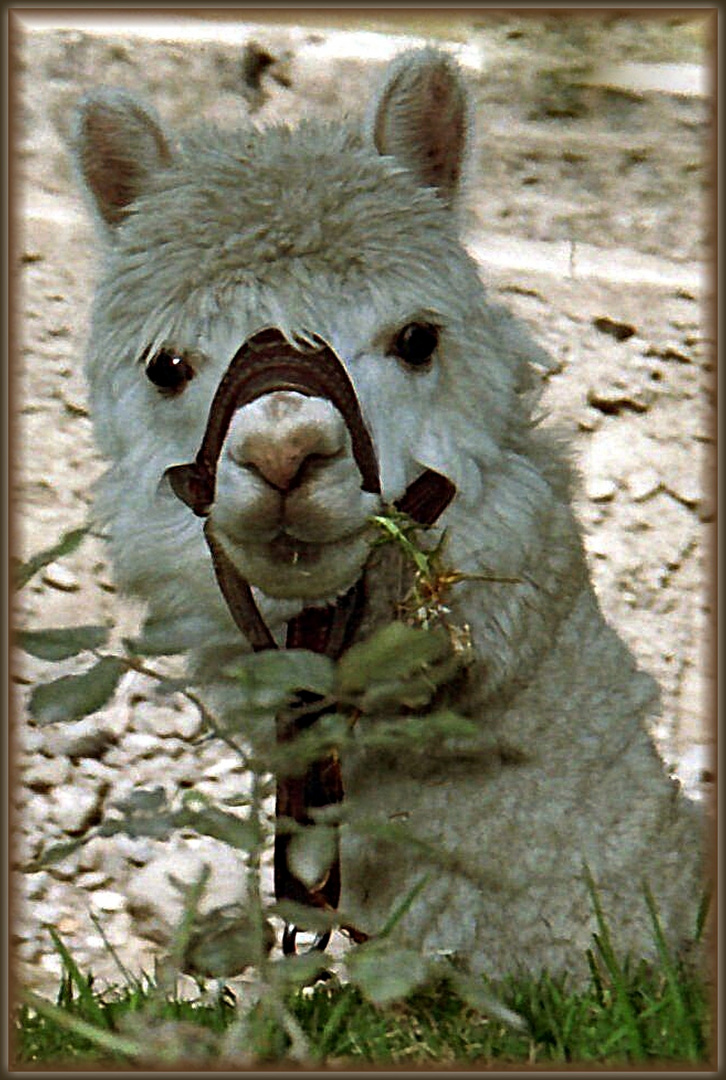 Alpaca im Hotelgarten