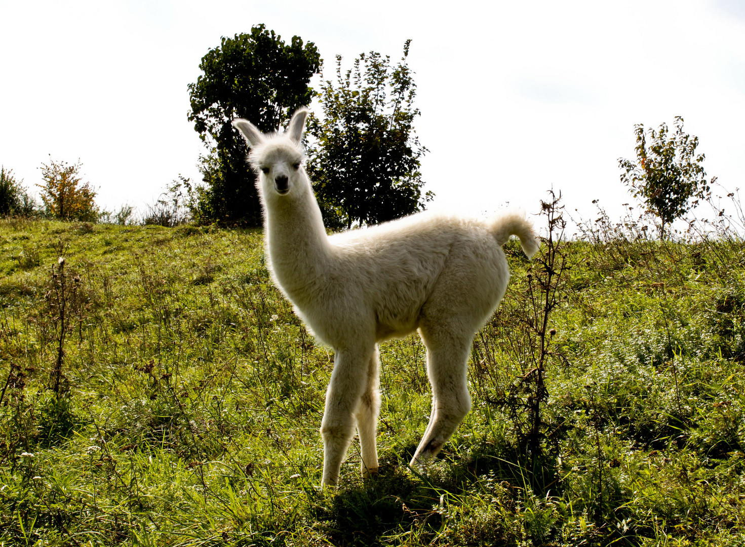 Alpaca - Kamel