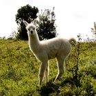 Alpaca - Kamel