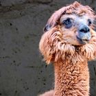 Alpaca - Schönheit