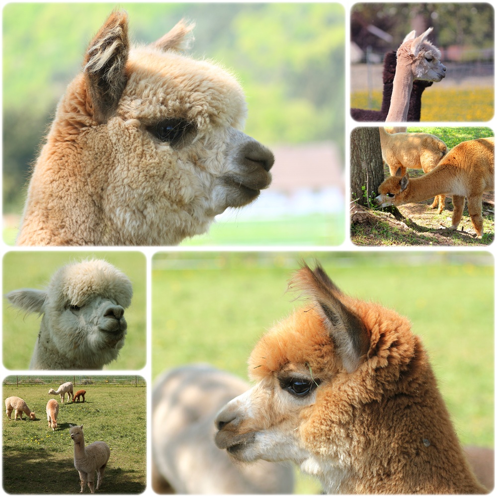 > Alpaca Village 