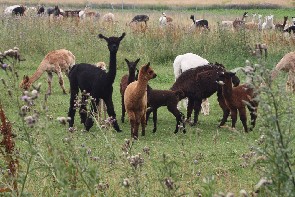 Alpacafarm in Sachsen