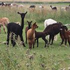 Alpacafarm in Sachsen