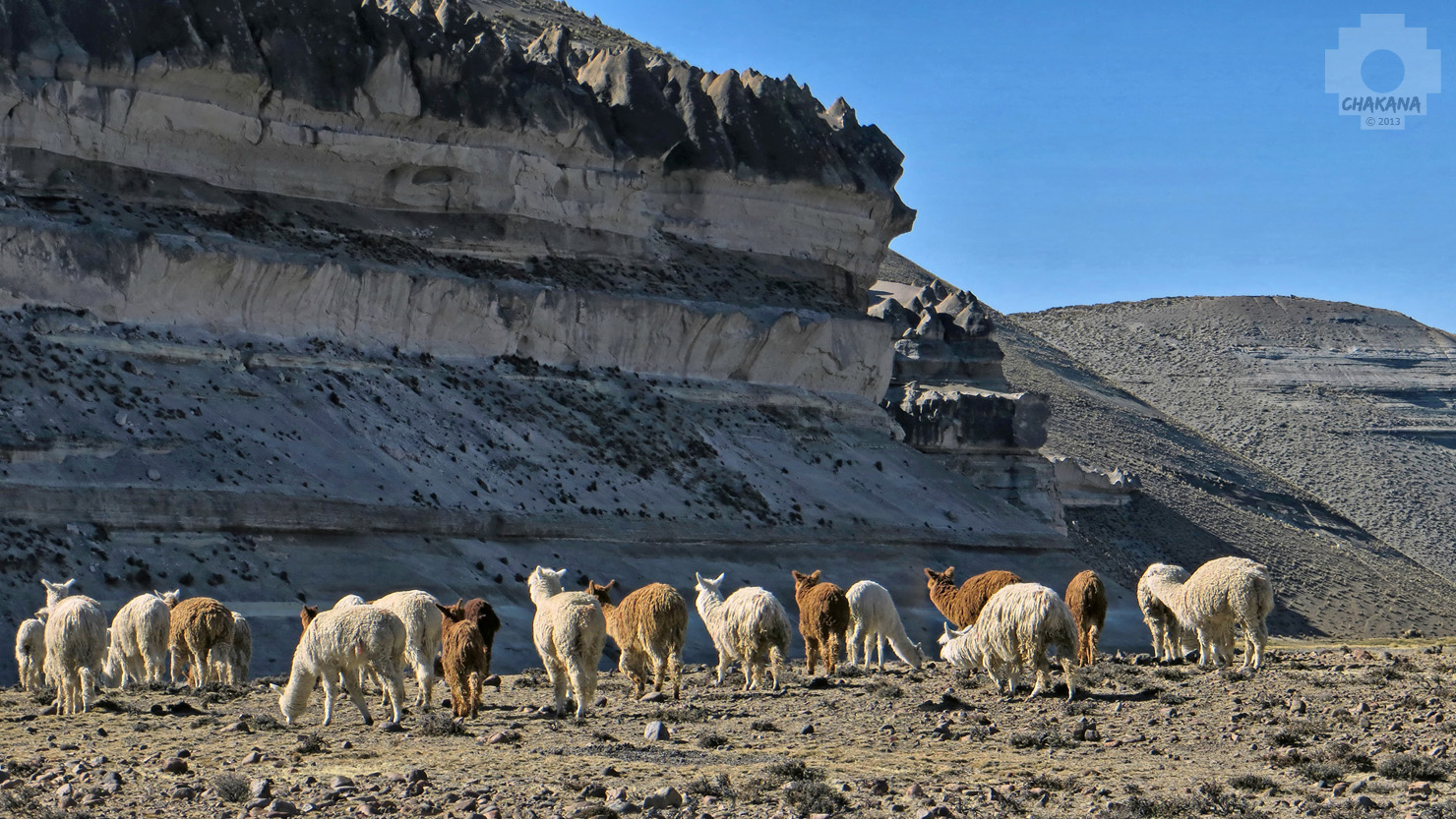 Alpacaherde zwischen Arequipa und Chivay