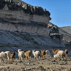 Alpacaherde zwischen Arequipa und Chivay