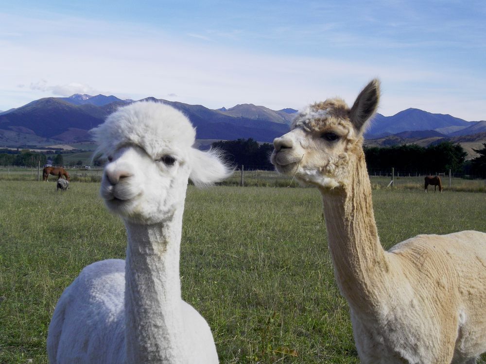 Alpacarama