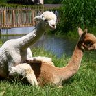 Alpacas