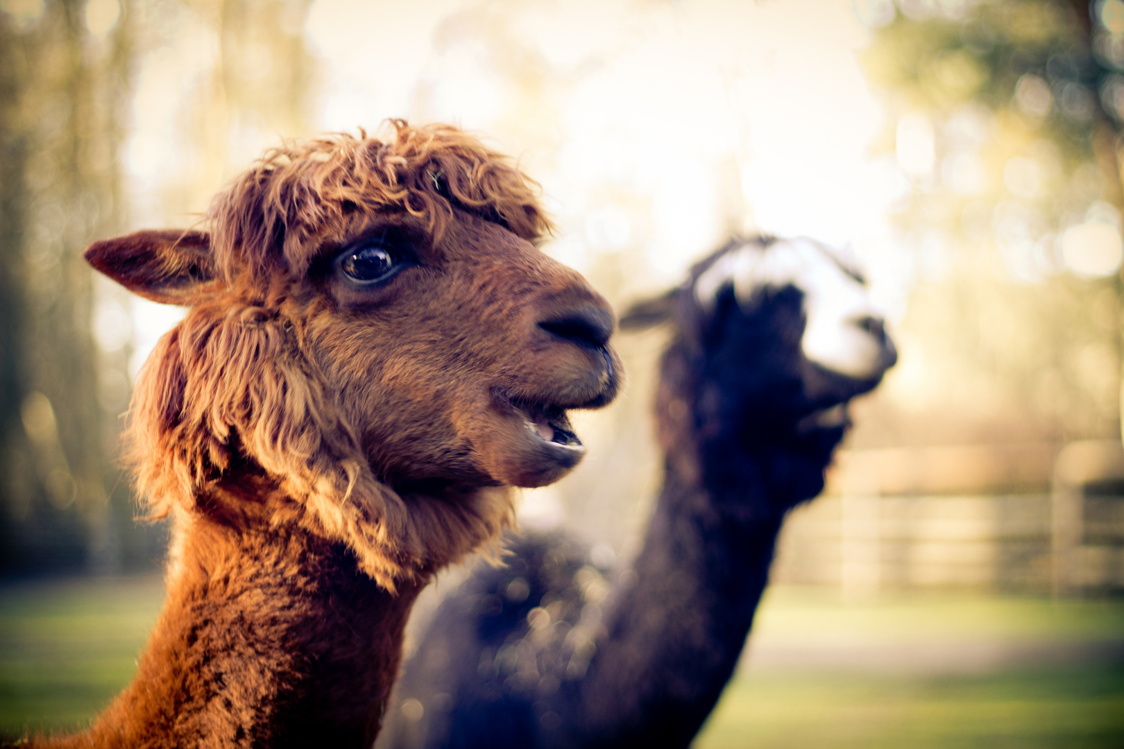 Alpacas