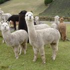 Alpacas