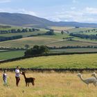 alpacas 3 near thropton