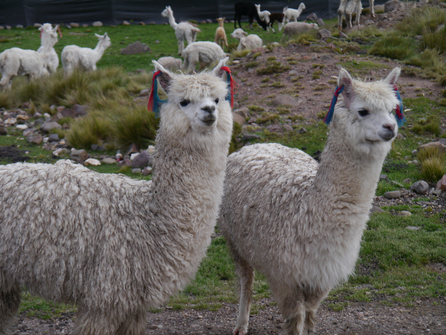 Alpacas