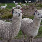 Alpacas