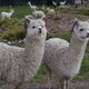 Alpacas