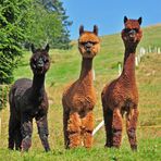 Alpacas