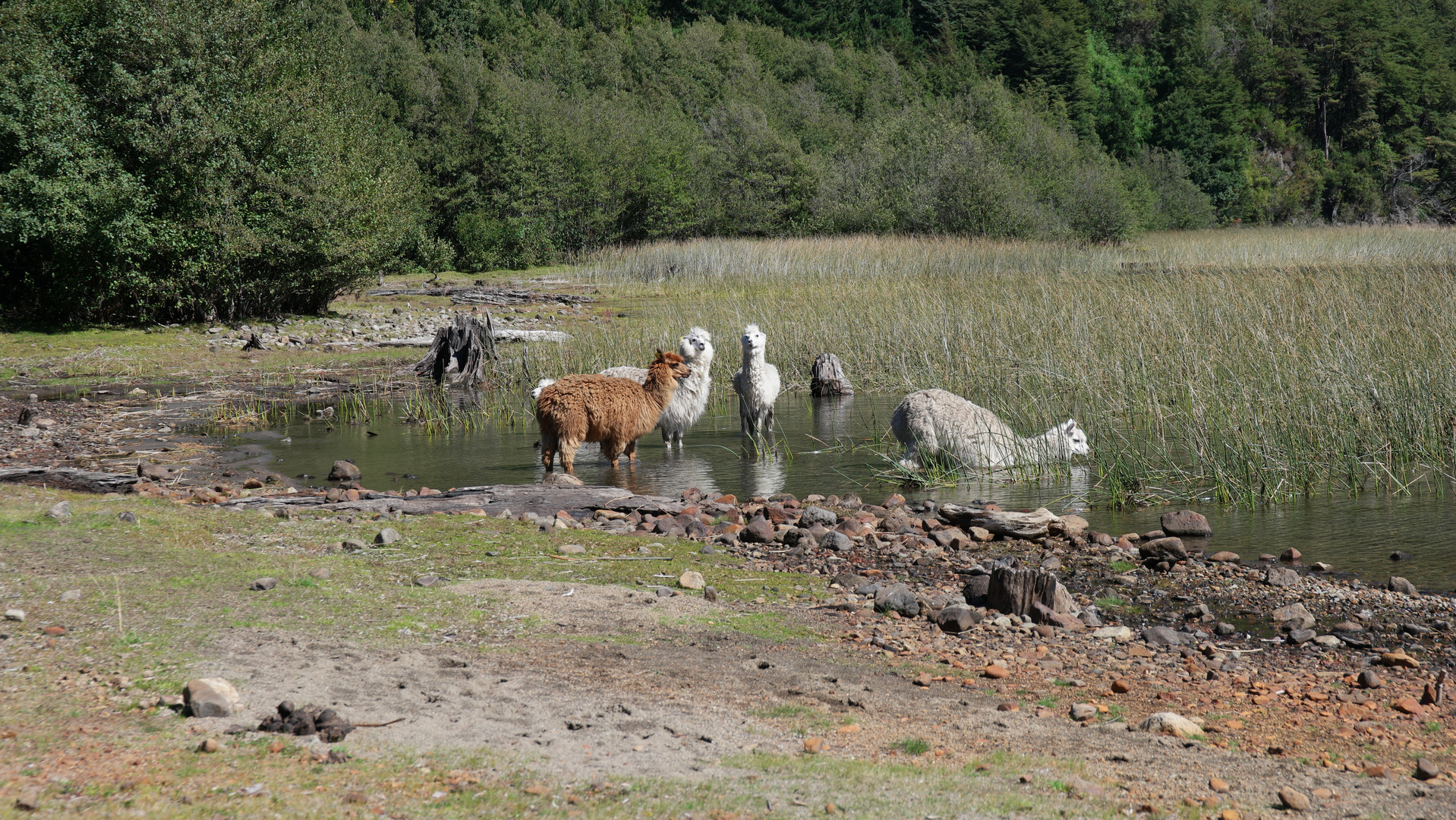 Alpacas