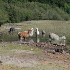 Alpacas