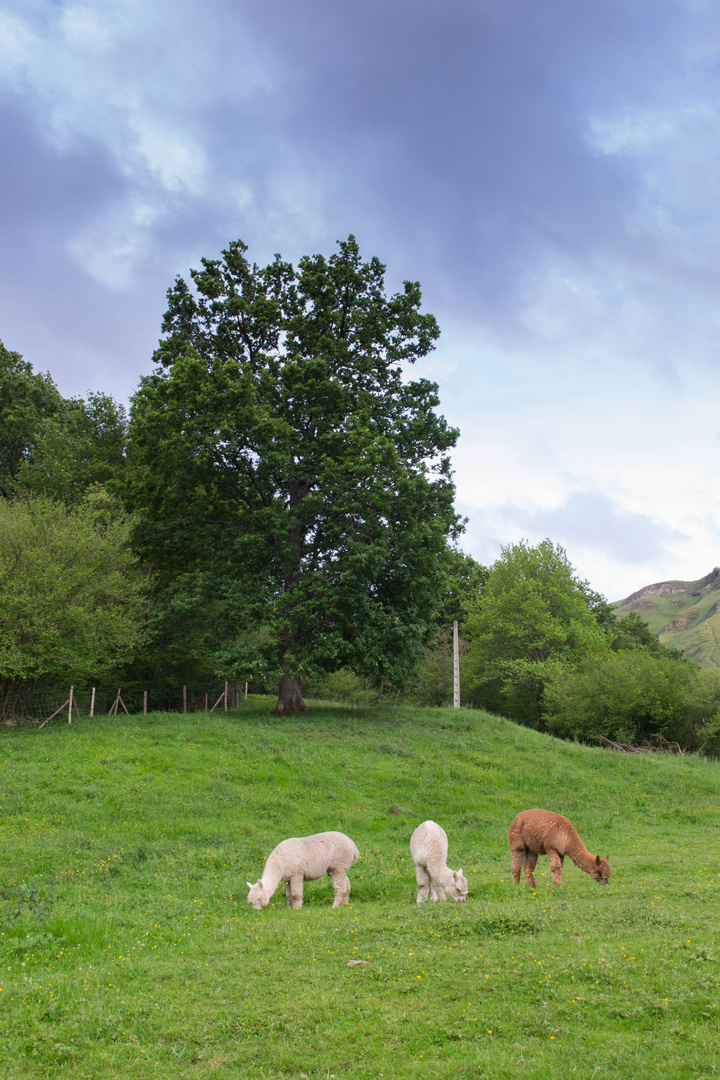 Alpacas 