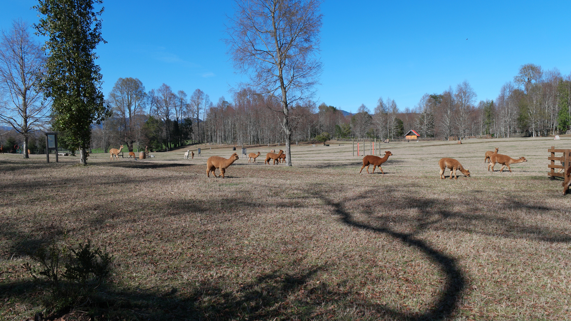 Alpacas