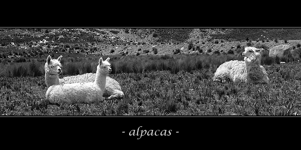 - alpacas -