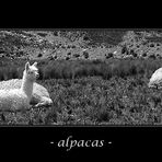 - alpacas -