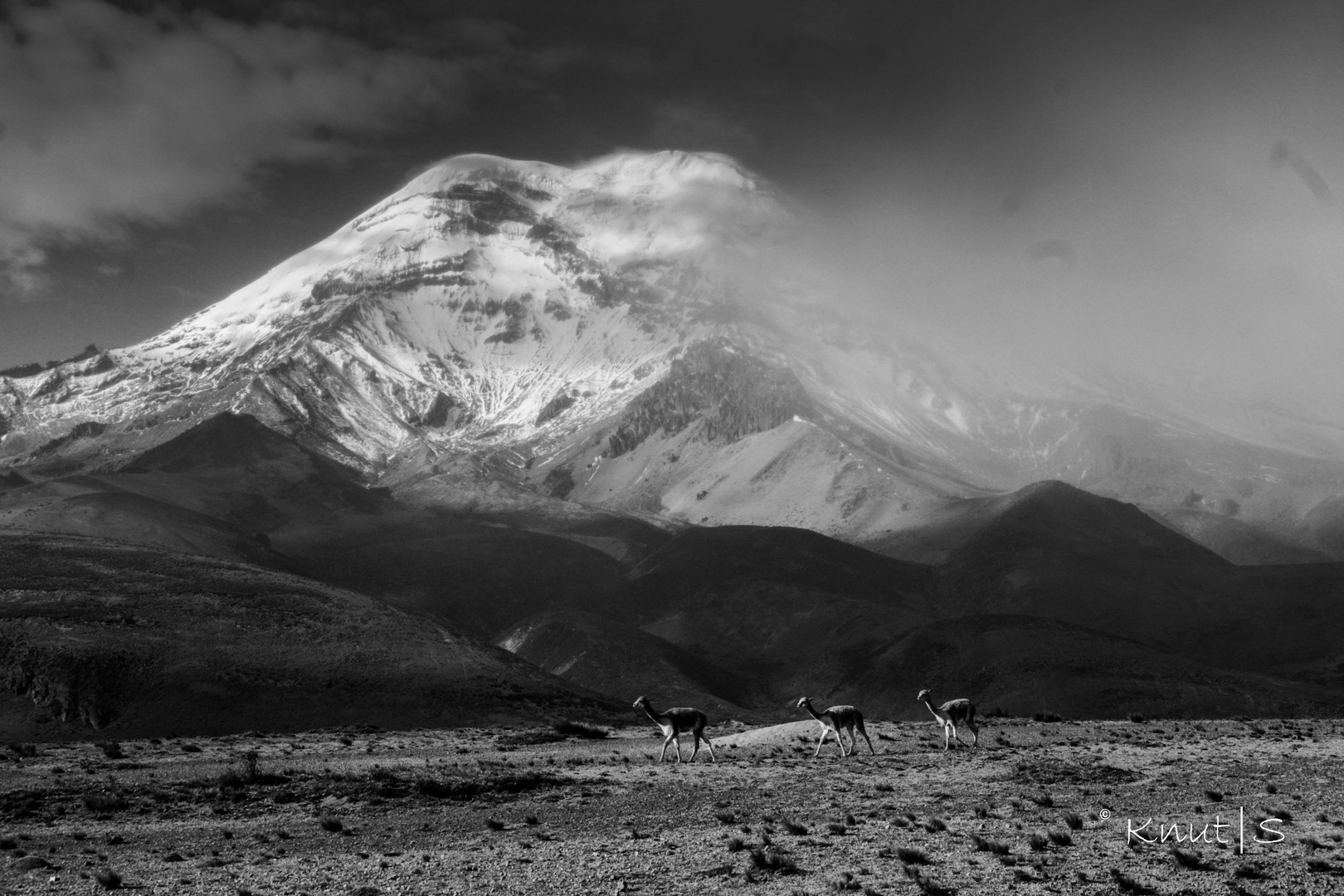 Alpacas am Chimborazo