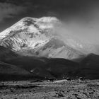 Alpacas am Chimborazo