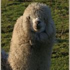 alpacas at sharperton Northumberland 1