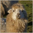 alpacas at sharperton Northumberland 13