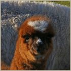 alpacas at sharperton Northumberland 4