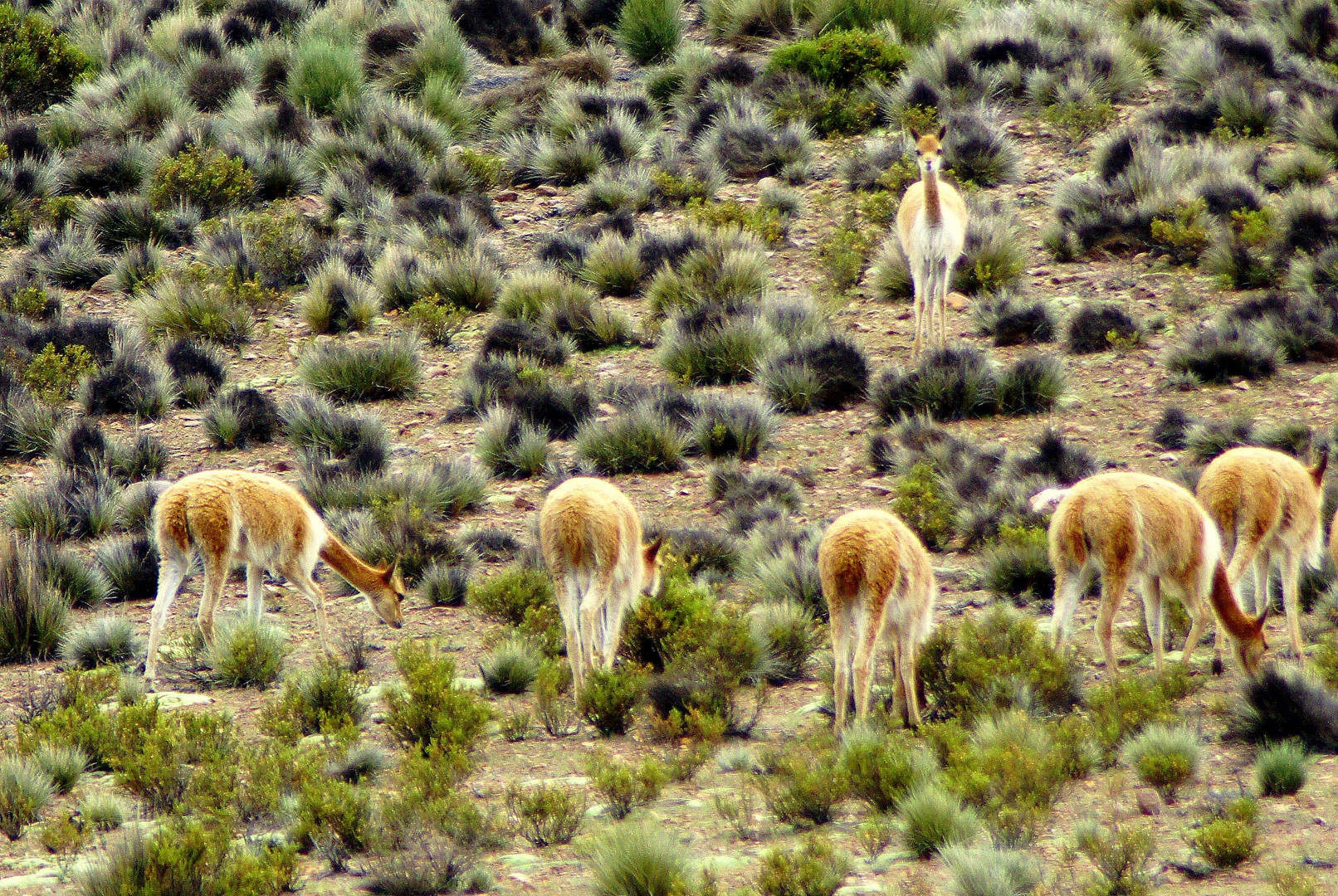 Alpacas