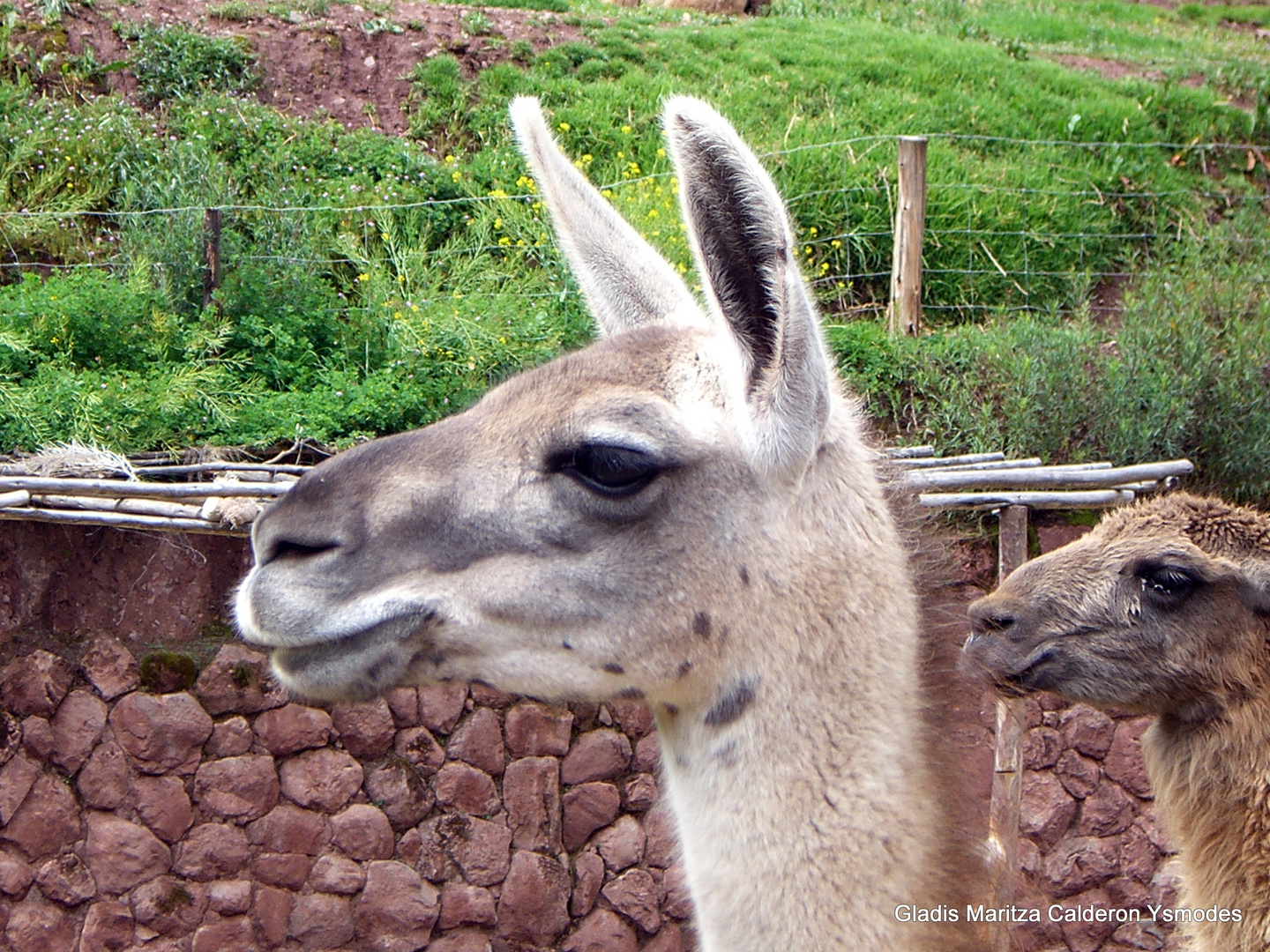 Alpacas Huacayas