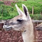 Alpacas Huacayas