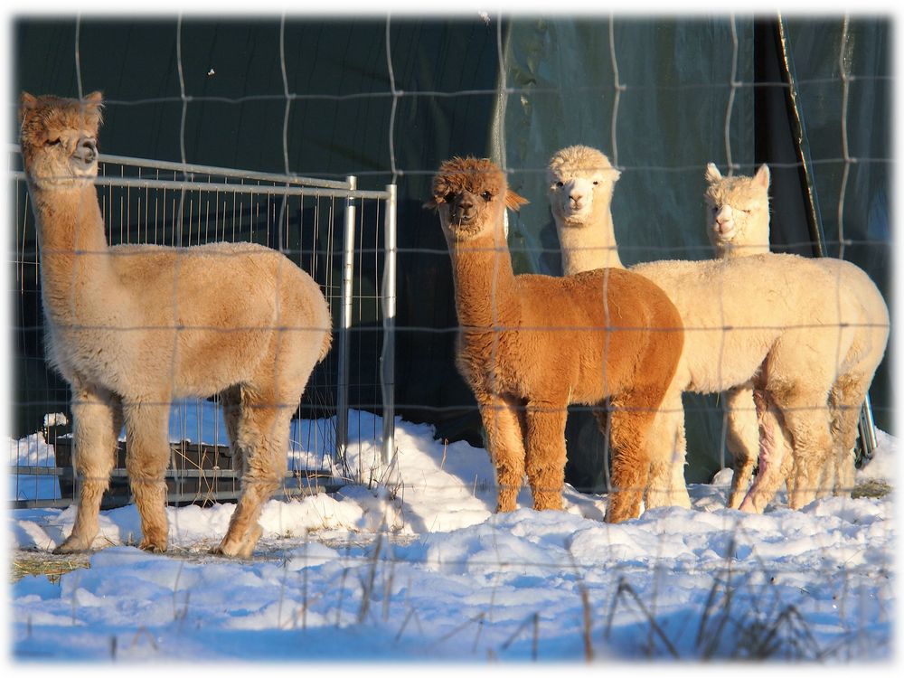 Alpacas im Schnee