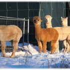 Alpacas im Schnee