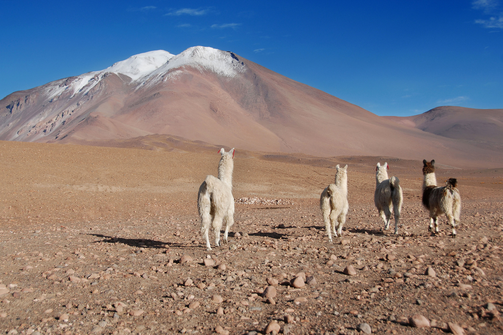 Alpacas in the Altiplano