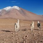 Alpacas in the Altiplano