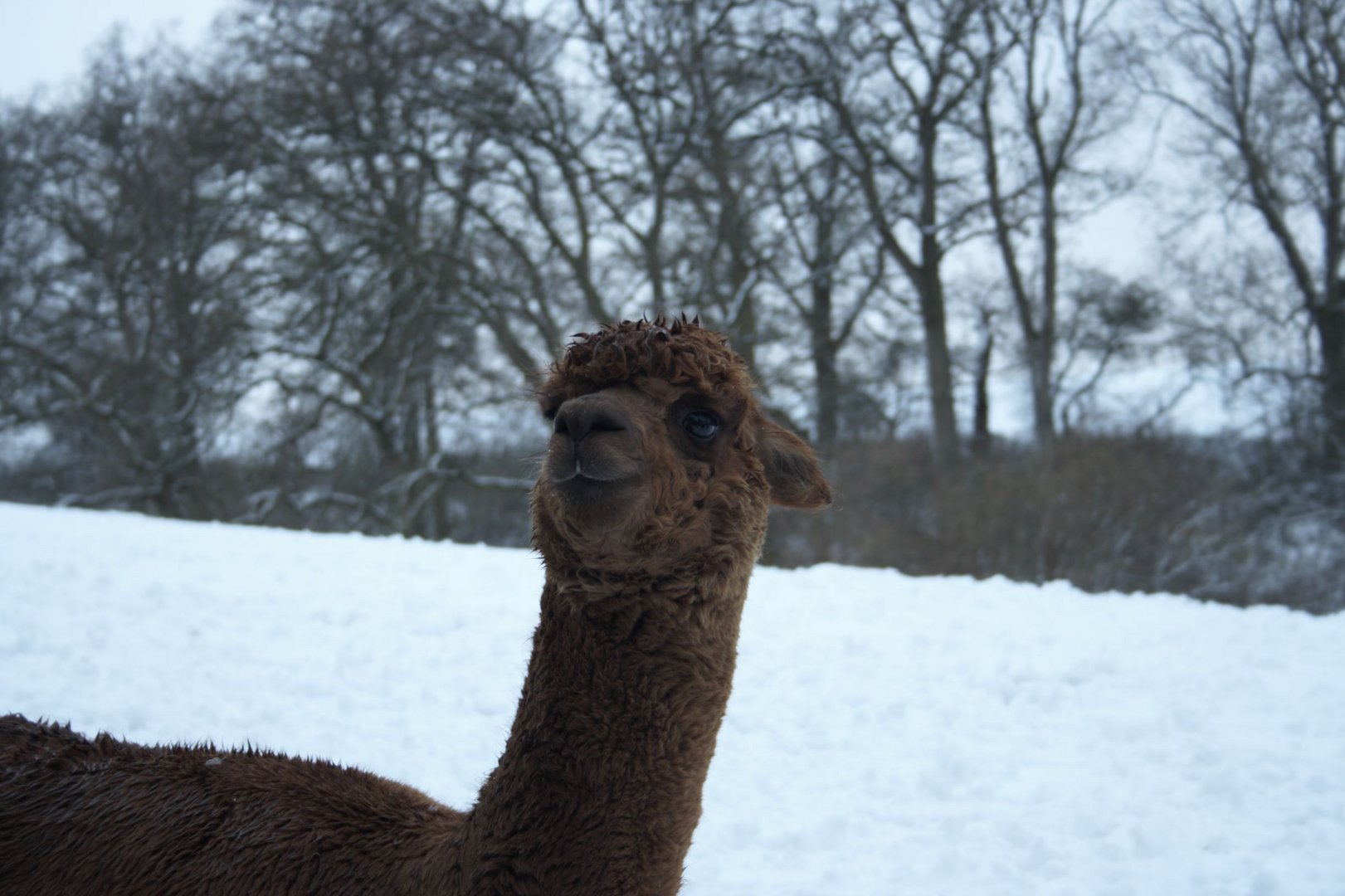 Alpacas love the snow!