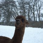 Alpacas love the snow!