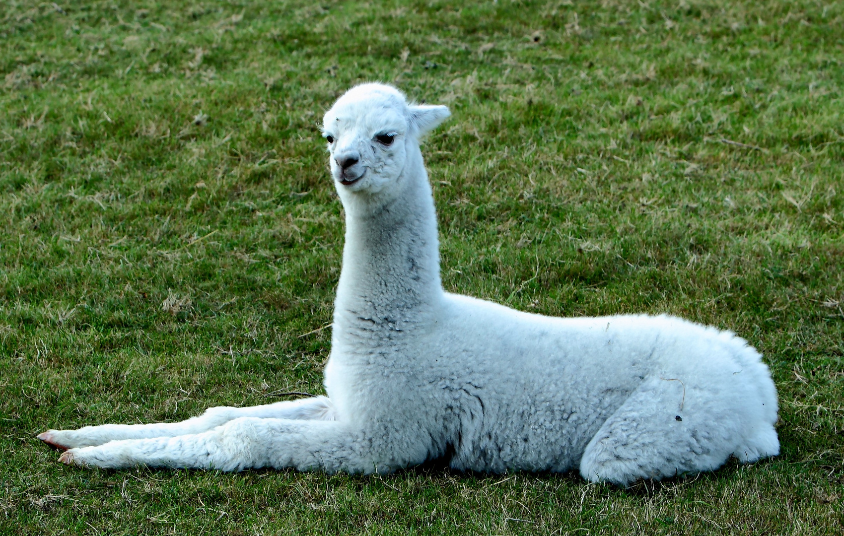 Alpacca 