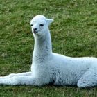 Alpacca 