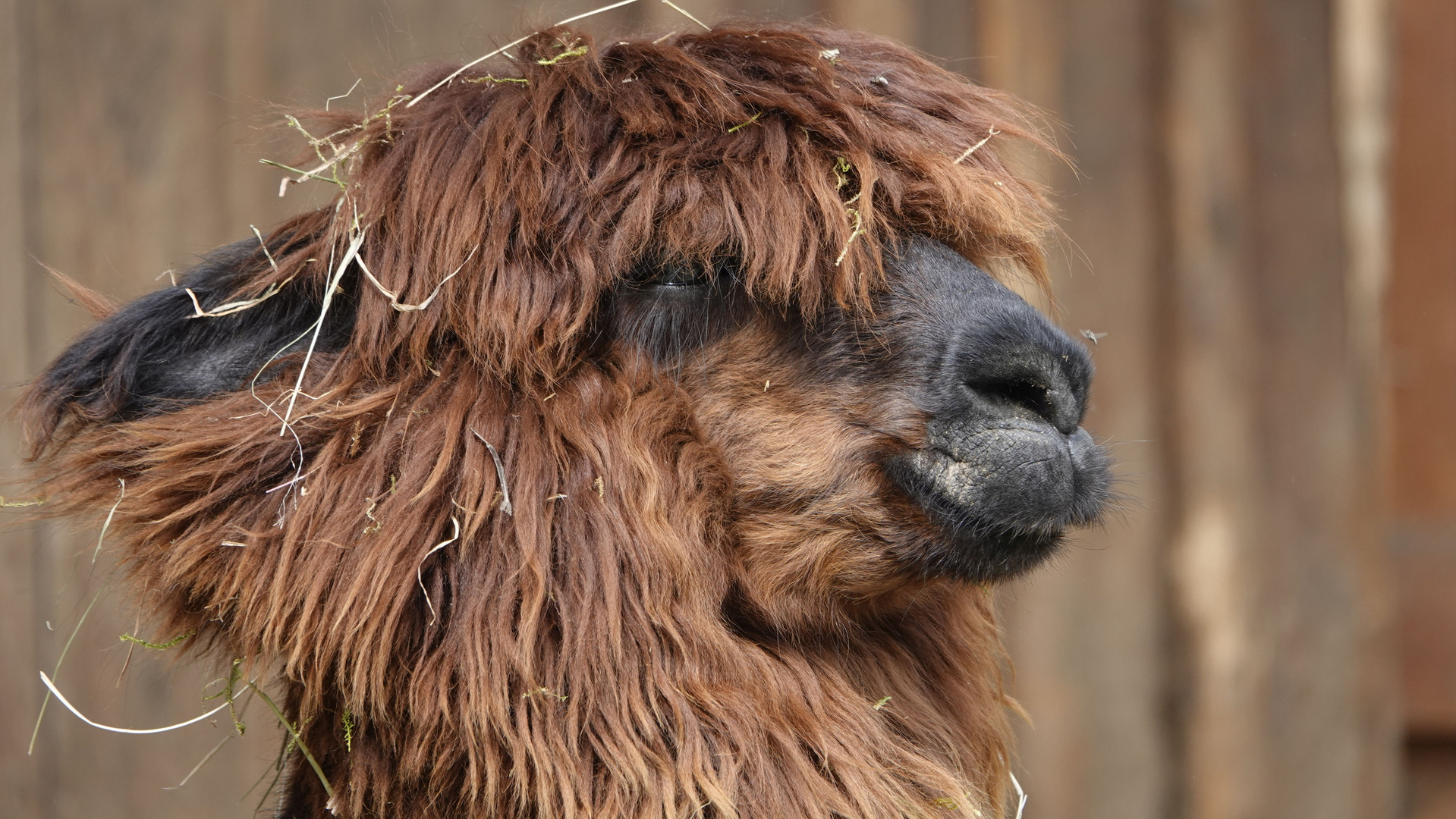 Alpacca_1