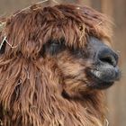 Alpacca_1