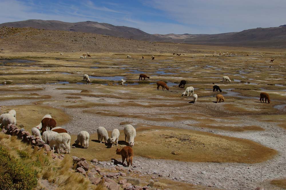 Alpagas sur l'Altiplano Péruvien