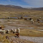 Alpagas sur l'Altiplano Péruvien